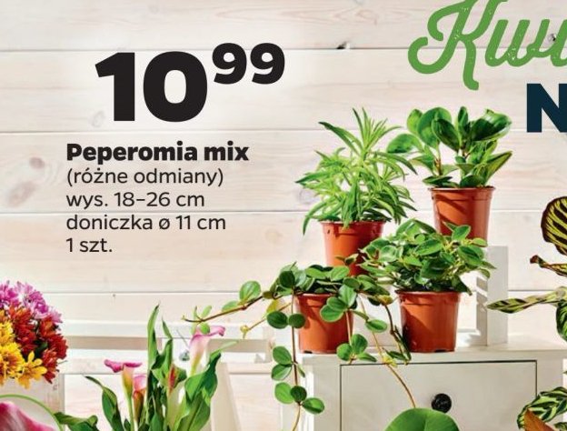 Peperomia promocja