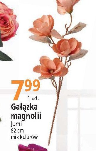 Ga艂膮zka magnolii 82 cm Jumi promocja