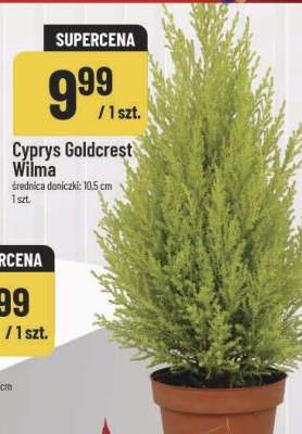 Cyprys Goldcrest Wilma promocja w POLOmarket