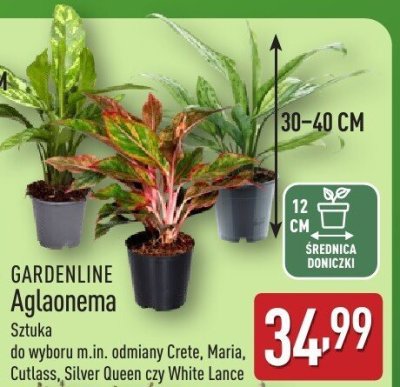 Aglaonema GARDENLINE promocja w Aldi