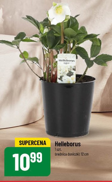 Helleborus don. 12 cm promocja w POLOmarket