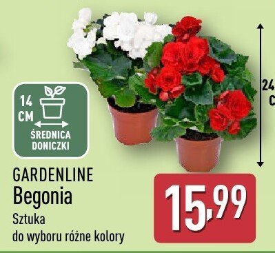 Begonia GARDENLINE promocja w Aldi