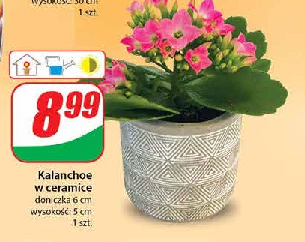 Kalanchoe śr. don. 6 cm promocja