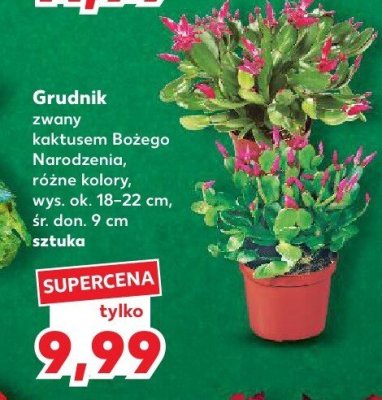 Grudnik zwany kaktusem Bożego Narodzenia, różne kolory promocja w Kaufland
