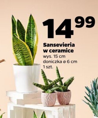 Sansevieria w ceramice wys. 15 cm, doniczka ø 6 cm, 1 szt. promocja w Netto