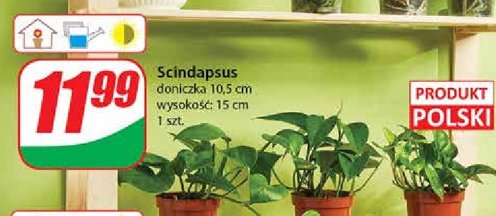 Scindapsus promocja w Dino