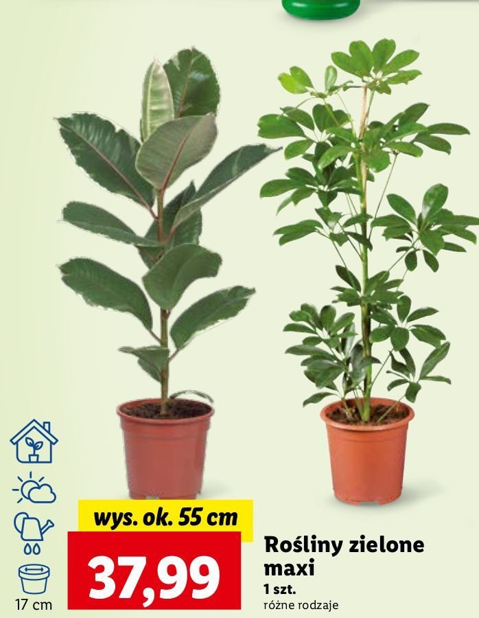 Ro艣liny zielone promocja