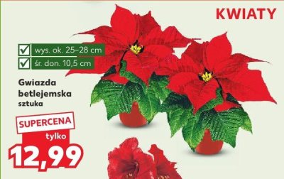 Gwiazda betlejemska sztuka promocja w Kaufland