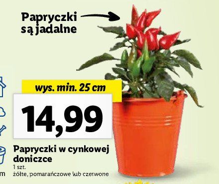 Papryczki pomara艅czowe w cynkowej doniczce 25 cm promocja