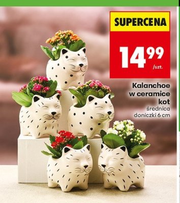 Kalanchoe w ceramice kot promocja w Biedronka