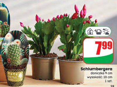 Schlumbergera promocja w Dino