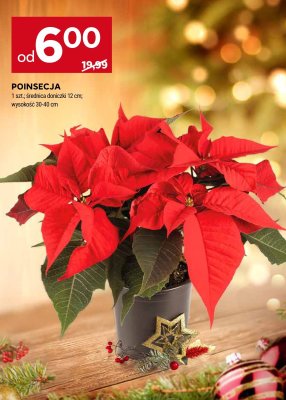 Gazetka Supermarket, strona 48 promocja w Stokrotka