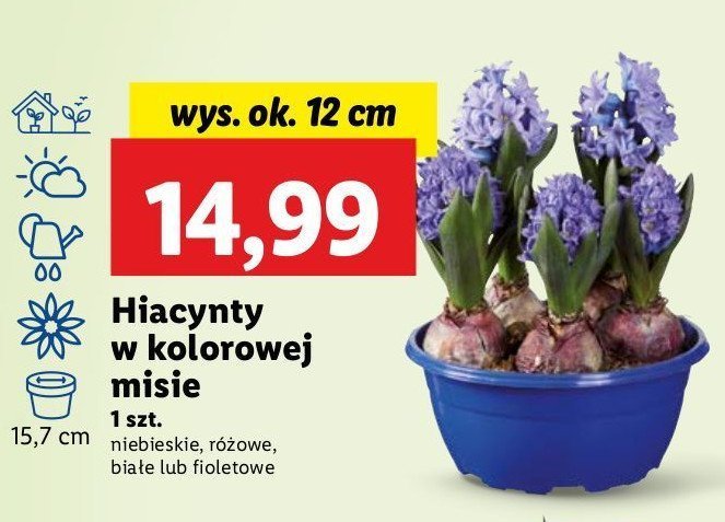 Hiacynt doniczka 12 cm promocja