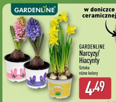 Narcyzy promocja w Aldi