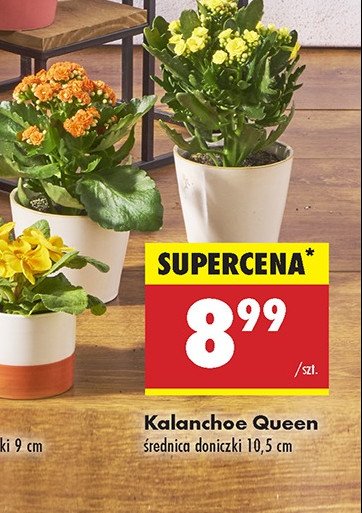 Kalanchoe queen promocja