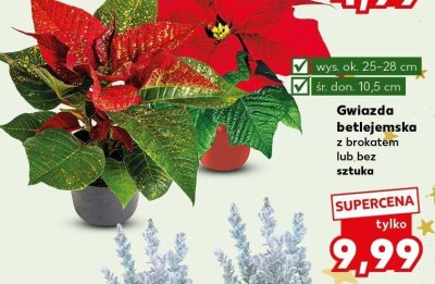 Gwiazda betlejemska z brokatem lub bez sztuka promocja w Kaufland