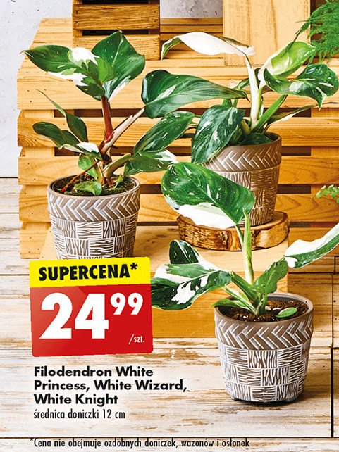 Filodendron white princess promocja