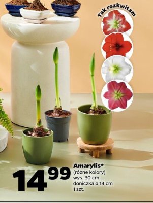 Amaryllis różne kolory promocja w Netto