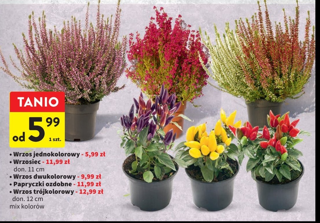 Wrzos tr贸jkolorowy 12 cm promocja