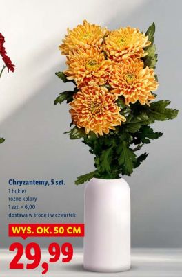 Chryzantemy, 5 szt. promocja w Lidl