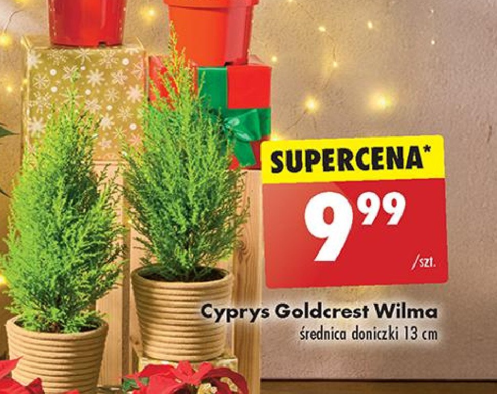 Cyprys goldcrest wilma wys. 13 cm promocja