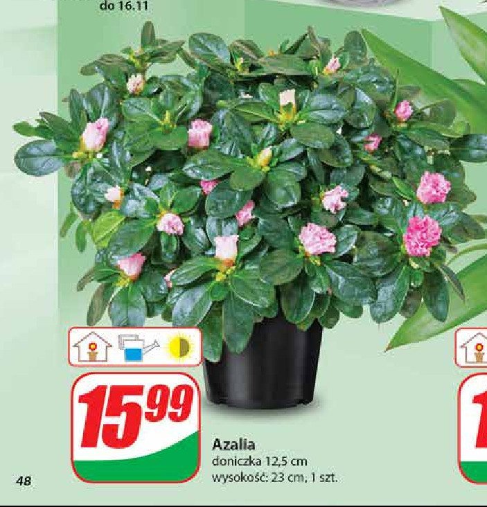 Azalia promocja