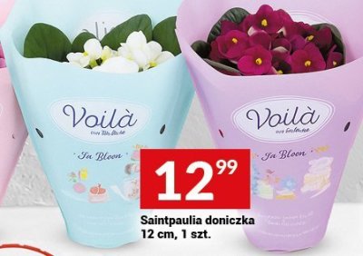 Saintpaulia doniczka 12 cm, 1 szt. promocja w Twój Market