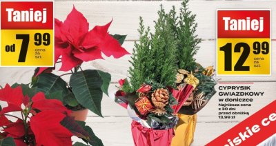 Cypresik gwiazdkowy ŚWIĄTECZNY promocja w Supeco