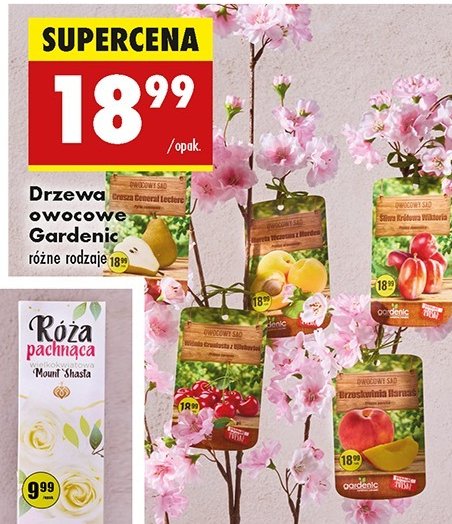 Śliwa Gardenic yard promocja