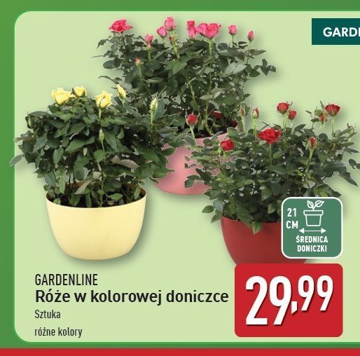 Róża w doniczce GARDEN LINE promocja w Aldi