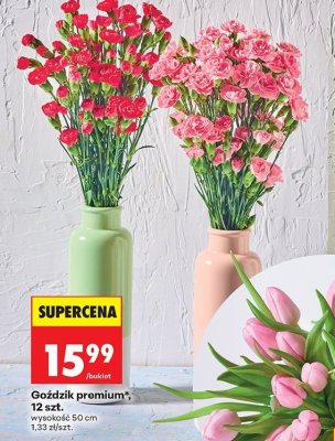 Goździk premium, 12 szt. promocja w Biedronka