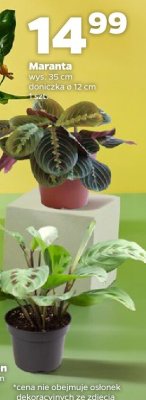 Maranta promocja w Netto