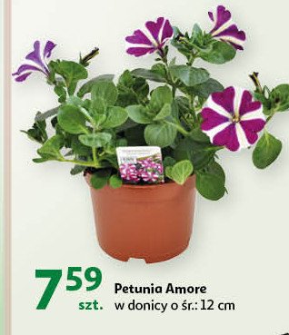 Petunia amore don. śr. 12 cm promocja
