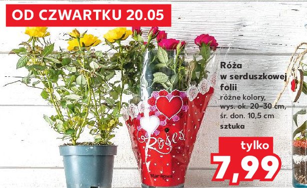 R贸偶a ci臋ta w folii ozdobnej promocja