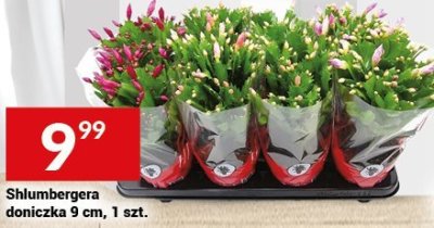 Schlumbergera doniczka 9 cm promocja w Twój Market