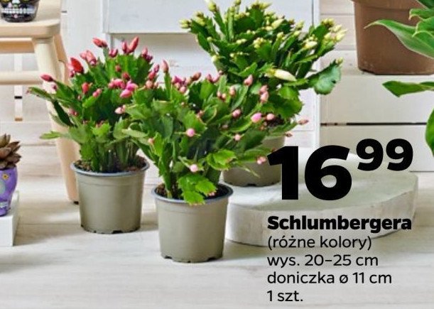 Schlumbergera 11 cm promocja