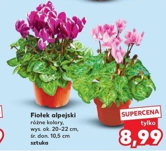 Fiołek alpejski promocja w Kaufland