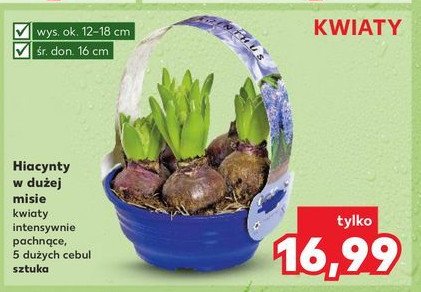 Hiacynt w misie 16 cm promocja w Kaufland