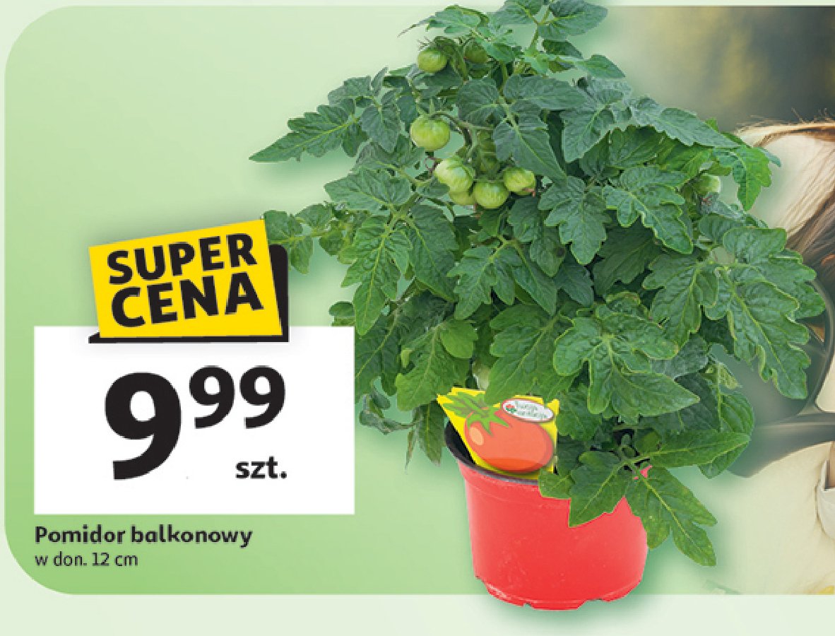 Pomidor balkonowy promocja