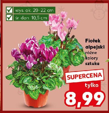 Fiołek alpejski promocja