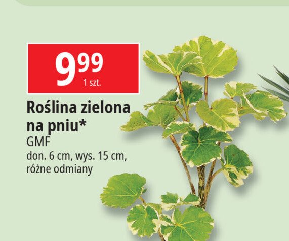 Roślina zielona na pniu 15 cm Gmf group promocja