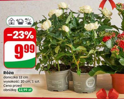 Róża doniczka 12 cm promocja w Dino
