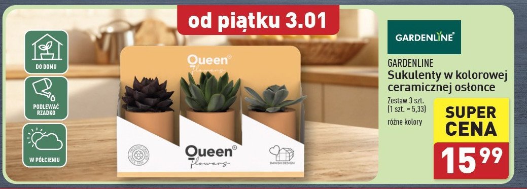 Sukulenty w ceramicznej osłonie GARDEN LINE promocja