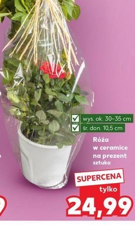 Róża w ceramice na prezent promocja w Kaufland