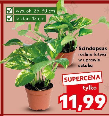 Scindapsus promocja