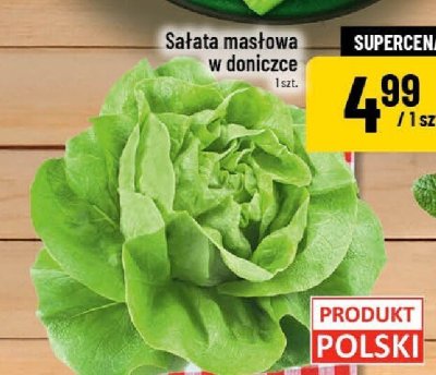 Sałata masłowa w doniczce promocja w POLOmarket