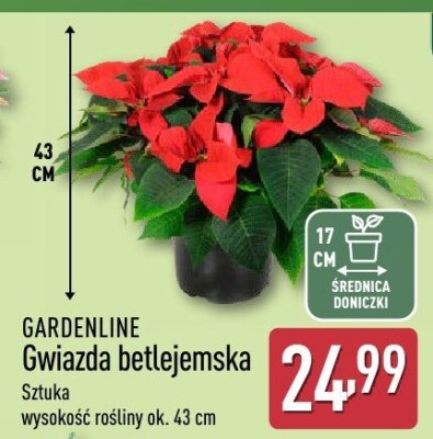 Gwiazda betlejemska promocja w Aldi