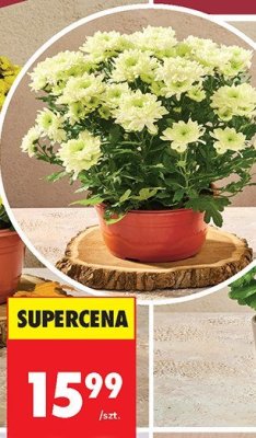 Chryzantema Time średnica doniczki 19 cm promocja w Biedronka