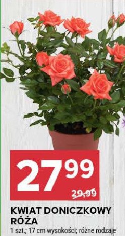 Róża don. 17 cm promocja