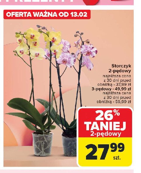 Storczyk 3-pędowy promocja w Carrefour Market